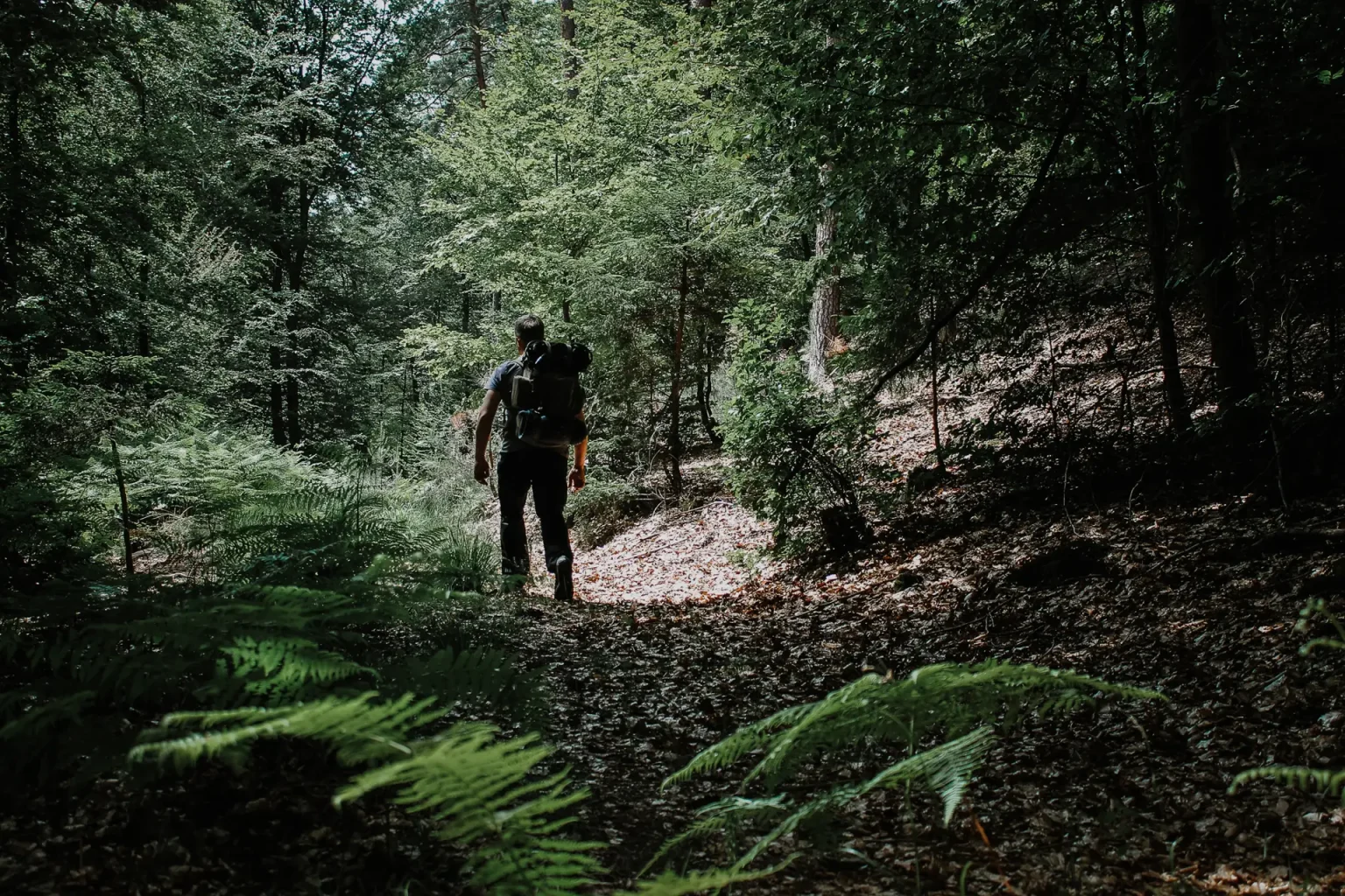 Trekking im Spessart – Wanderer mit Rucksack auf einem Waldweg